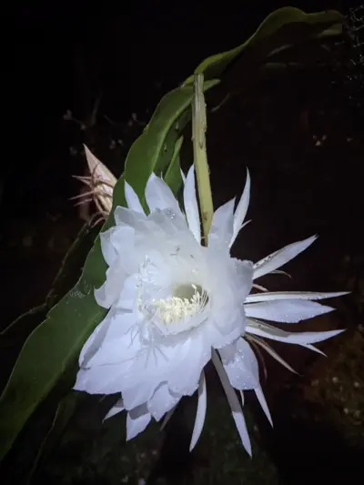 Kadupul (Queen of the Night)